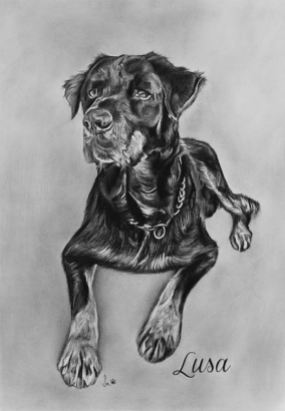 Retrato de cão a grafite sobre papel canson A3 200gr, 2016