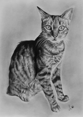 Retrato de gato a grafite sobre papel canson A4, 2016