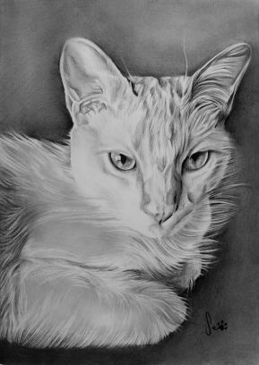 Retrato de gato, grafite sobre papel canson A4, 2016
